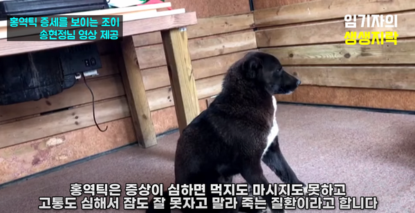 송현정씨가 구출한 강아지./사진=유튜브 임기자의 생생지락TV화면 캡쳐