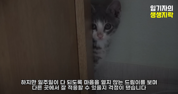 사진=유튜브 채널 '임기자의 생생지락TV'