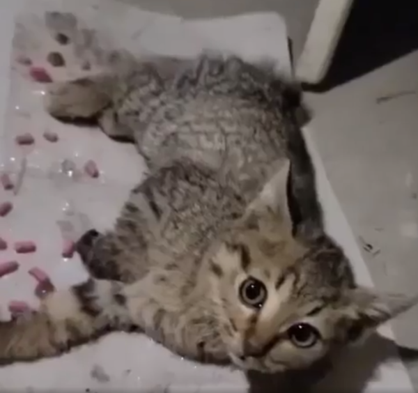 끈끈이에 걸려 움직이지 못하는 아기 고양이 모습./사진=동물권단체 케어 인스타그램 캡쳐