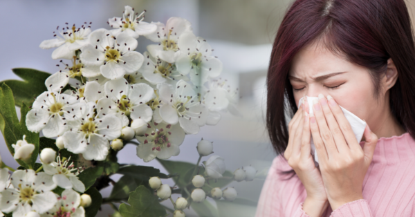 비염 때문에 따뜻한 봄에 꽃이 피고 따뜻한 봄에 꽃이 핍니다. 봄이 와요. 2