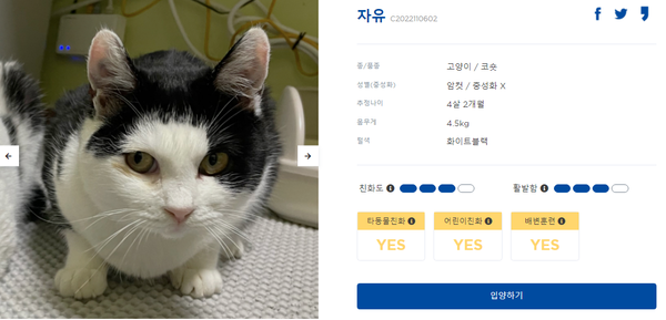 구조된 고양이 '자유' 프로필./사진=동물권행동 카라 사진 캡쳐
