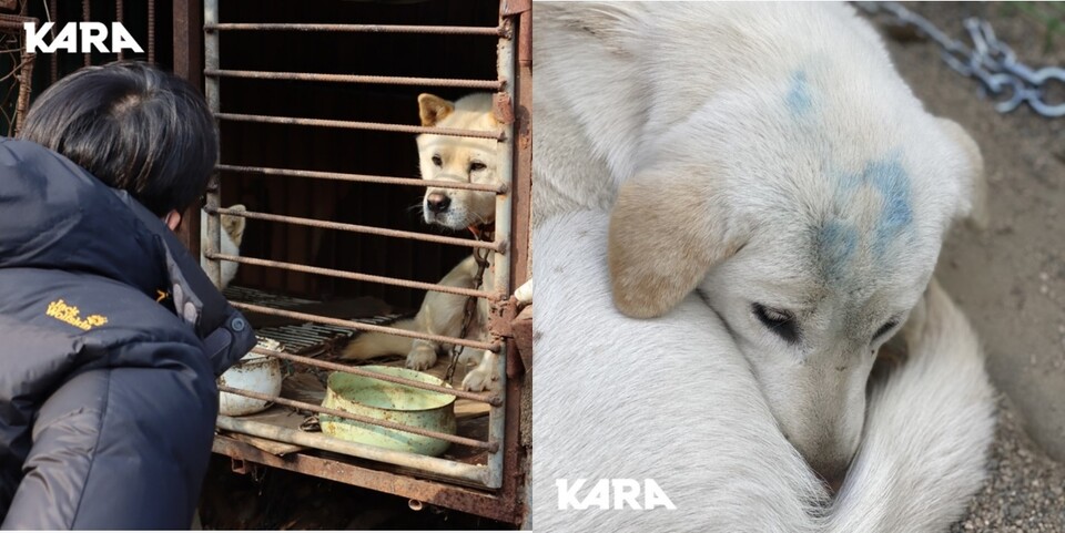 (왼쪽부터) 뜬장에 갇혀있는 개, 스프레에 표식이 남아있는 개./사진=동물권행동 카라 홈페이지 사진 캡쳐