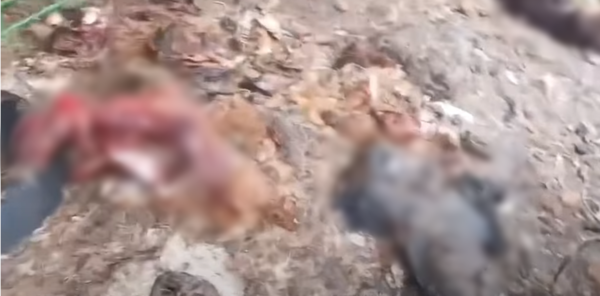 경기도 양평의 한 주택에서 발견된 개 사체들./사진=동물권단체 케어 유튜브 채널 화면 캡쳐