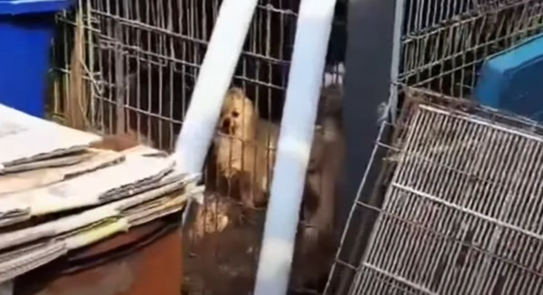 현장에서 발견된 개 한마리./사진=동물권단체 케어 유튜브 화면 캡쳐