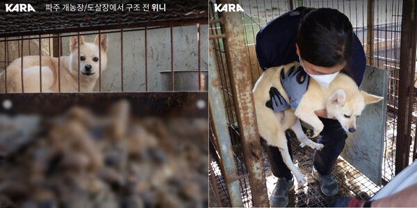 (왼쪽부터)분뇨가 가득한 뜬 장에 갇혀있는 위니, 카라 활동가들이 구조에 나서는 모습./사진=동물권행동 카라