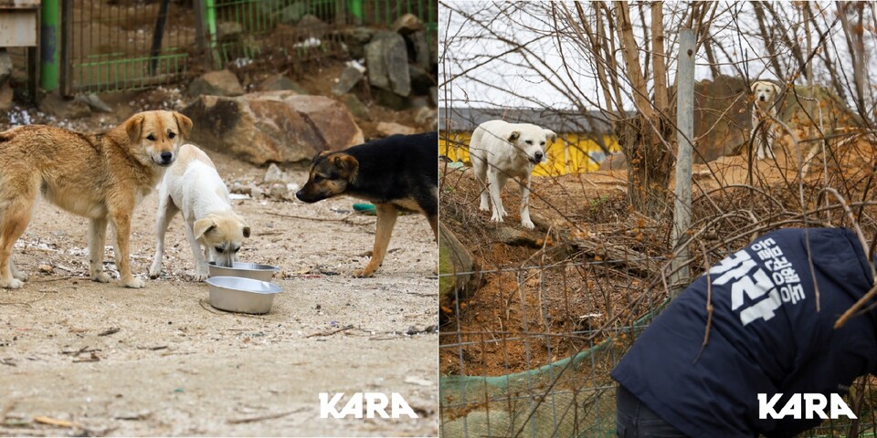 사설보호소 소장의 부재로 방치됐던 개들의 모습./사진=동물권행동 카라 홈페이지 사진 캡쳐