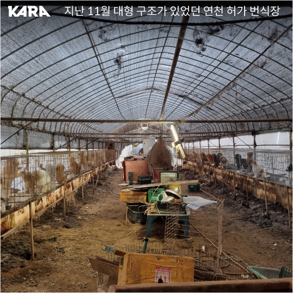 지난해 11월 동물권행동 카라가 경기도 연천의 한 허가 번식장의 개들을 구조하기 위해 찾아갔다. 열악한 환경이 고스란히 전해진다./사진=동물권행동 카라