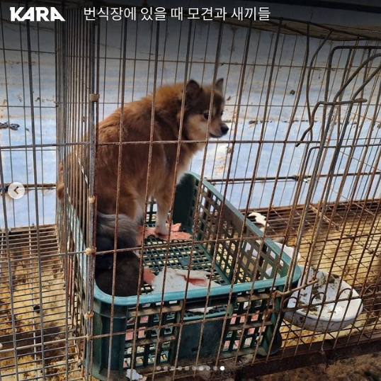 경기도 연천의 허가 번식장에서 발견된 개들./사진=동물권행동 카라
