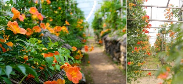 제주 비체올린의의 능소화 정원 모습./사진=비체올린 홈페이지 사진 캡쳐