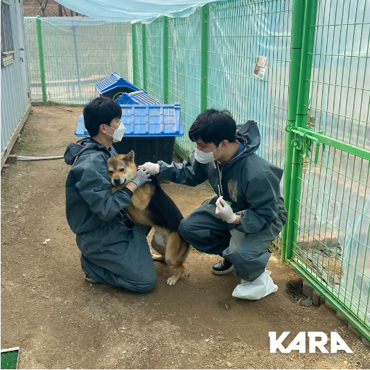 구조견들을 대상으로 키트검사를 실시하는 카라 활동가들의 모습./사진=동물권행동 카라 홈페이지 캡쳐