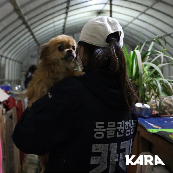 불법 번식장에서 구조활동을 시작하고 있는 카라 활동가의 모습./사진=동물권행동 카라 홈페이지 사진 캡쳐