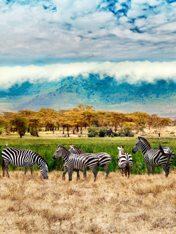 탄자니아 세렝게티 국립공원./사진 = 롯데관광개발