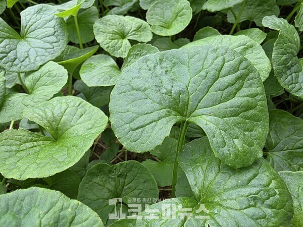 [현장+] '100억 투자' 스마트팜…리만코리아의 '병풀' 철학