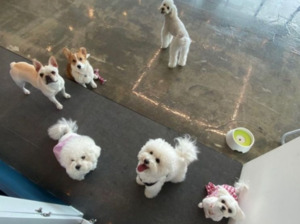 [펫코노미] 서울시, 사회적 약자 펫위탁부터 장례까지 지원강화 - 뉴스 썸네일 이미지